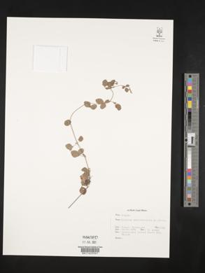 Cajanus scarabaeoides image