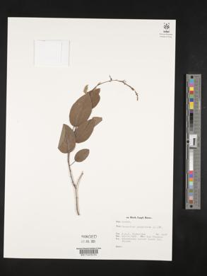 Desmodium gangeticum image