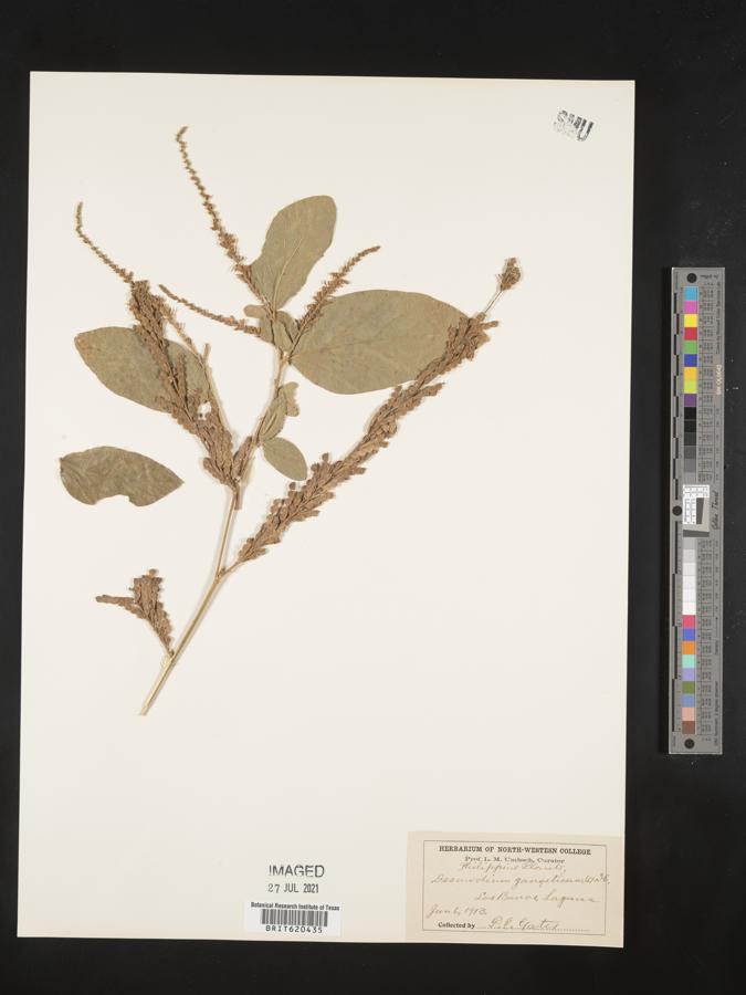 Desmodium gangeticum image