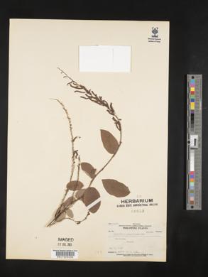 Desmodium gangeticum image