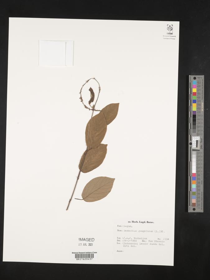 Desmodium gangeticum image