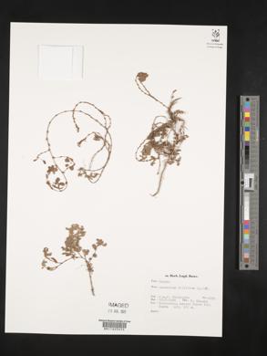 Desmodium triflorum image