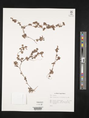 Desmodium triflorum image