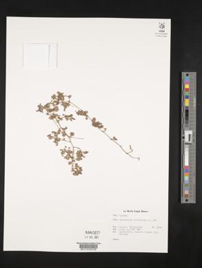 Desmodium triflorum image