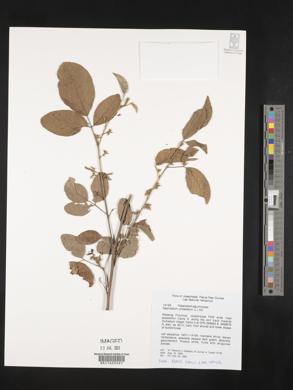 Desmodium umbellatum image