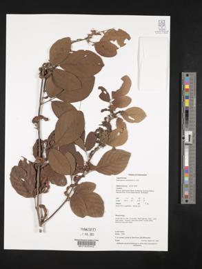 Desmodium umbellatum image