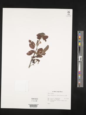 Desmodium umbellatum image