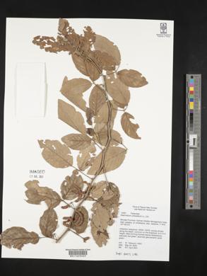 Desmodium umbellatum image