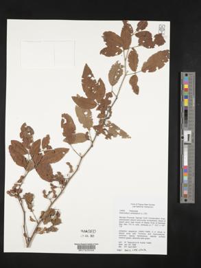 Desmodium umbellatum image