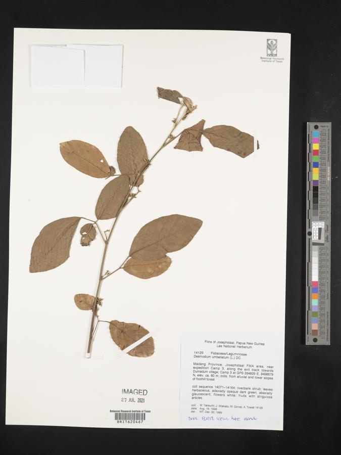 Desmodium umbellatum image