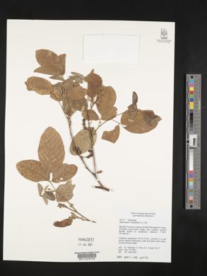 Desmodium umbellatum image