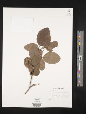 Desmodium umbellatum image