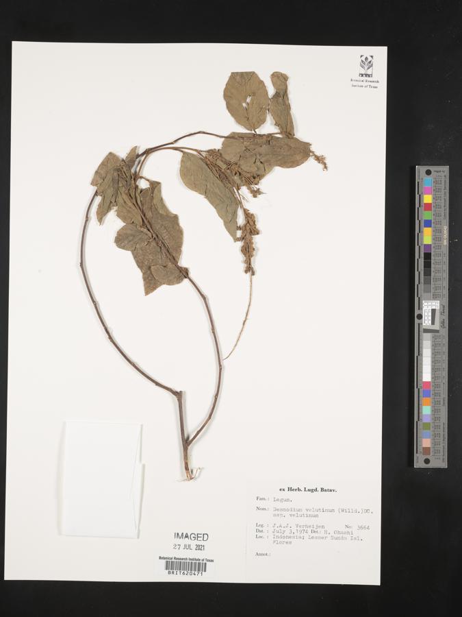 Desmodium velutinum subsp. velutinum image