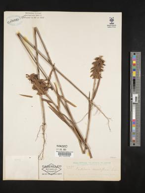 Crotalaria sessiliflora image
