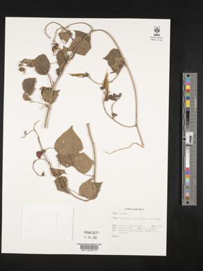 Dunbaria circinalis image