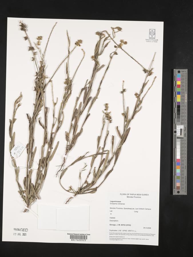Eriosema chinense image