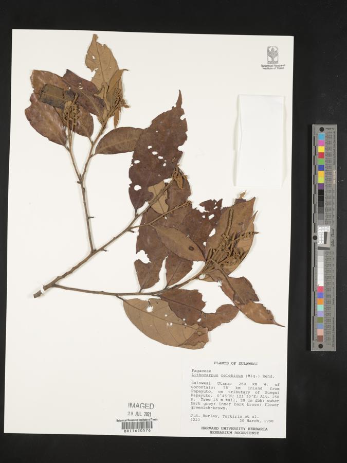 Lithocarpus celebicus image