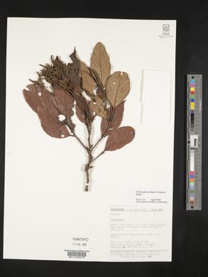 Image of Lithocarpus jordanae