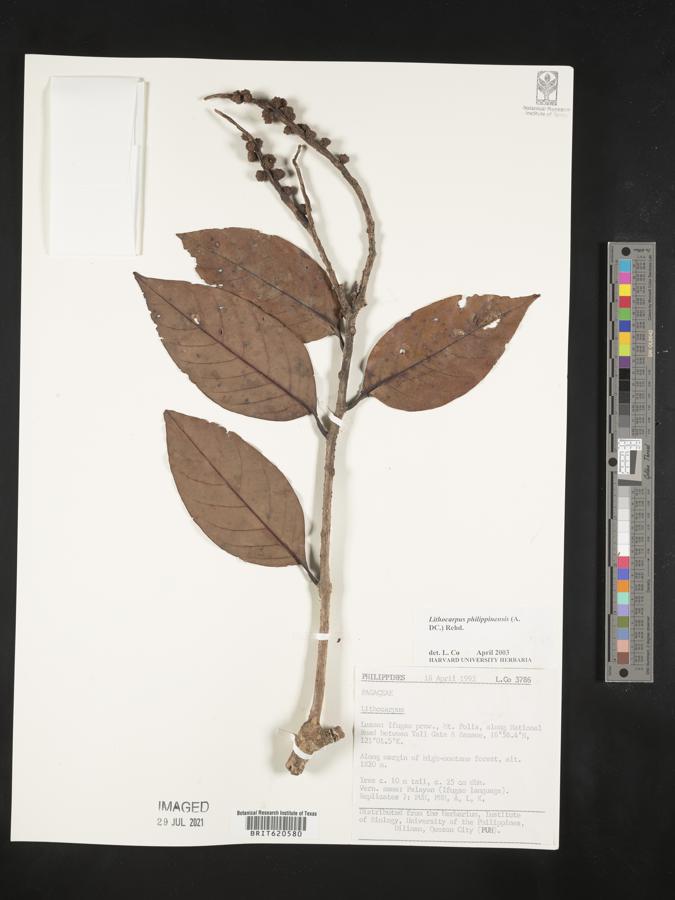 Lithocarpus philippinensis image