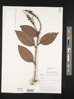 Image of Lithocarpus philippinensis
