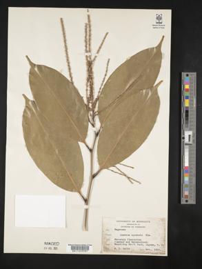 Image of Lithocarpus apoensis