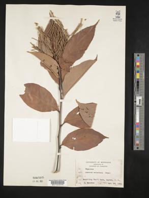 Lithocarpus solerianus image