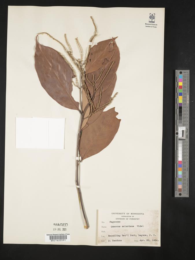 Lithocarpus solerianus image