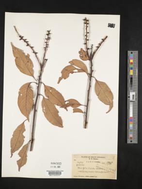 Image Associated With the Occurence