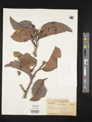 Image Associated With the Occurence