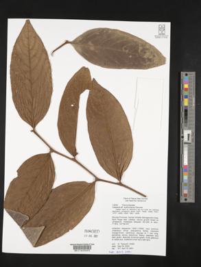 Casearia erythrocarpa image