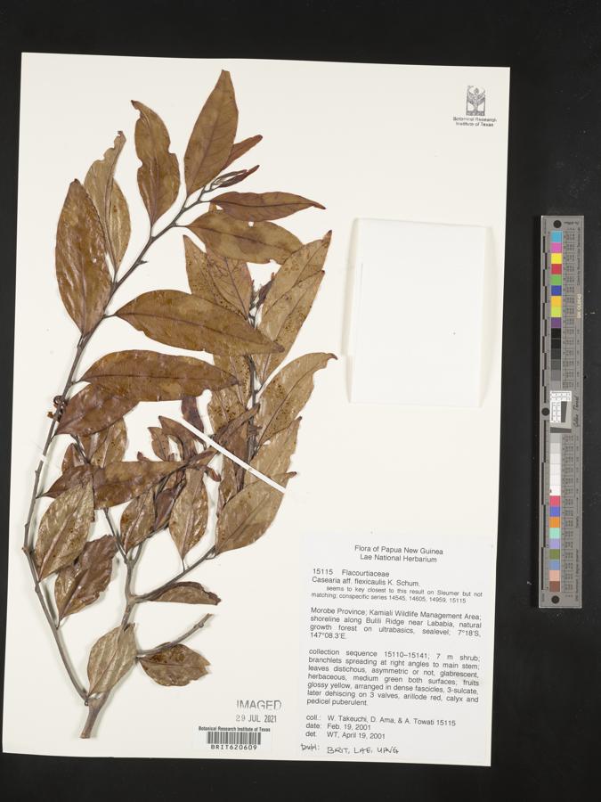 Casearia flexicaulis image