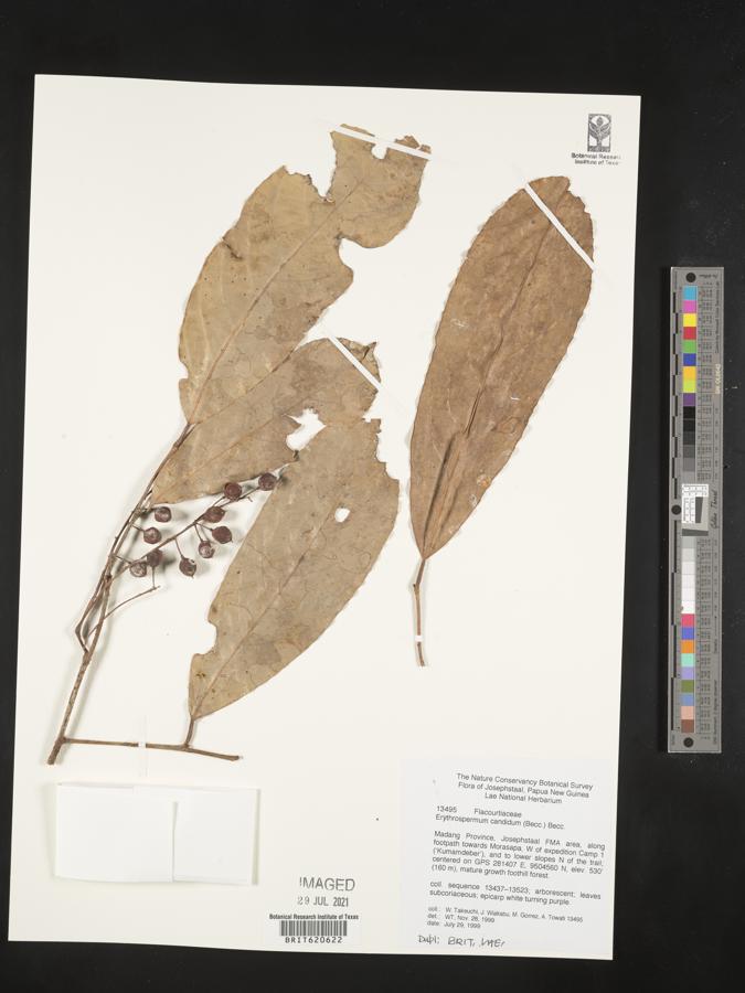 Erythrospermum image