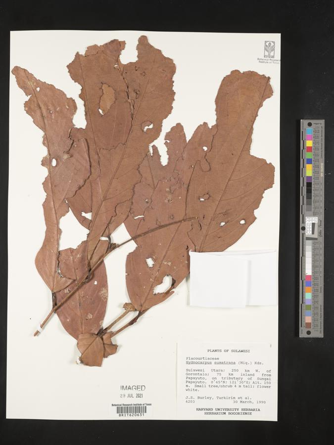 Hydnocarpus sumatranus image