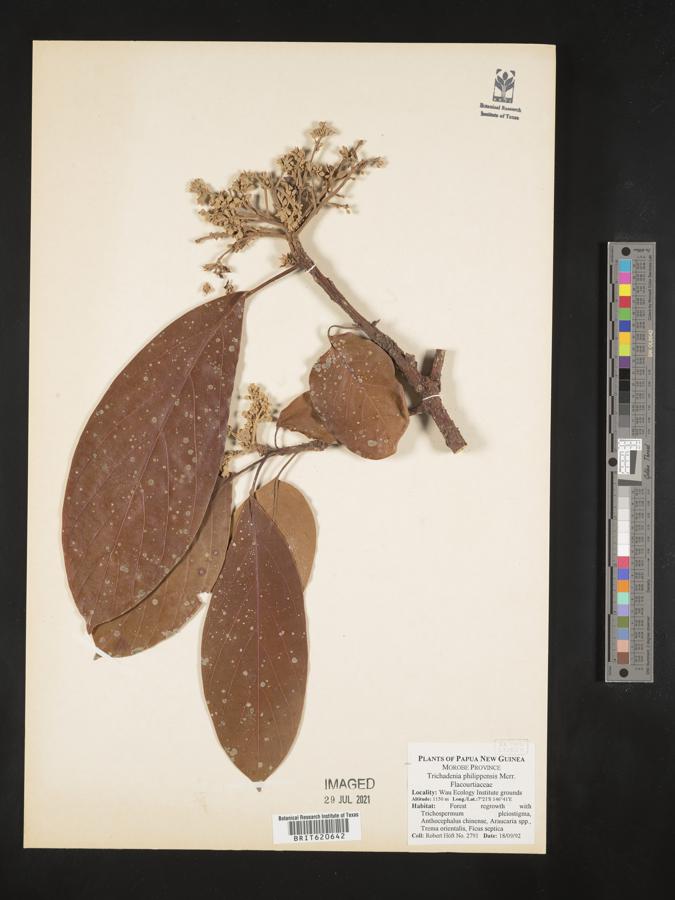 Trichadenia image