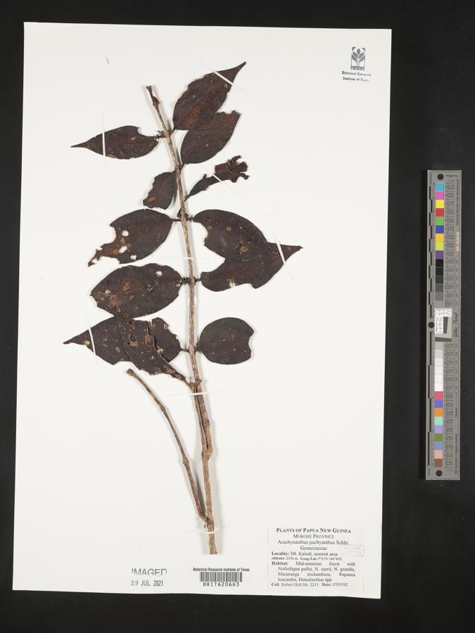 Aeschynanthus pachyanthus image