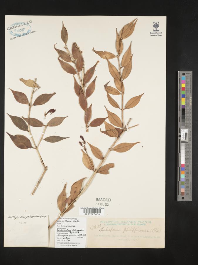 Aeschynanthus philippinensis image