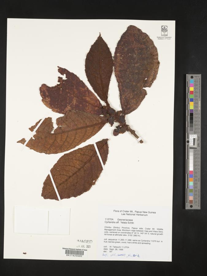 Cyrtandra elata image