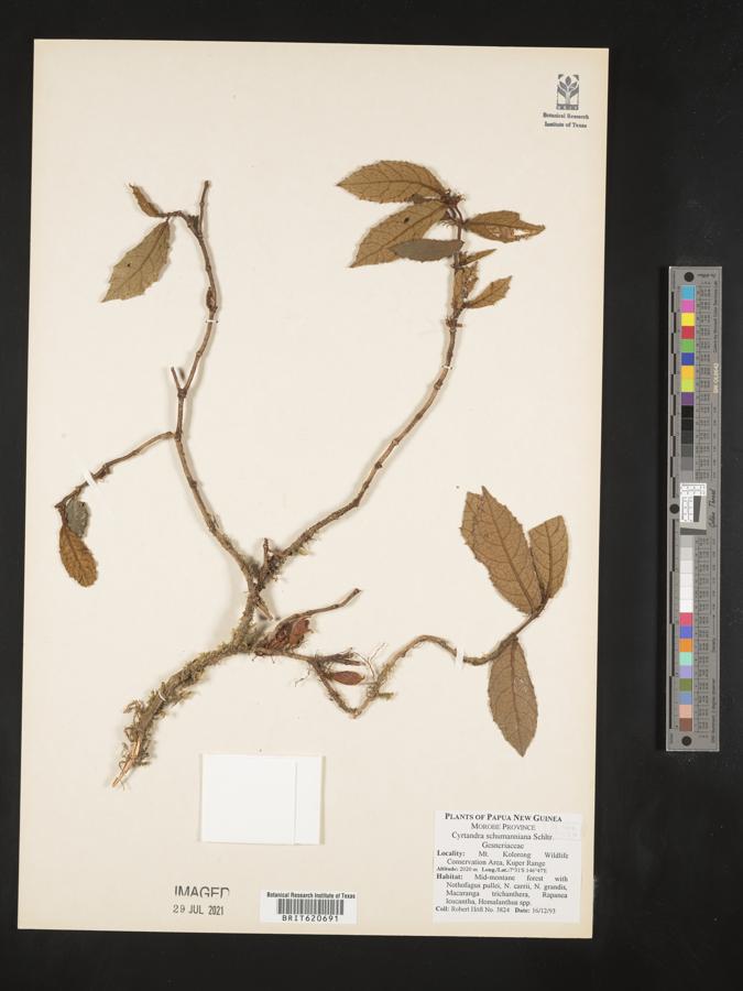 Cyrtandra schumanniana image