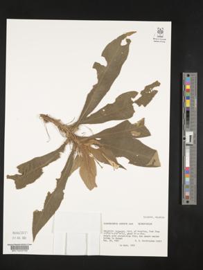 Henckelia crinita image