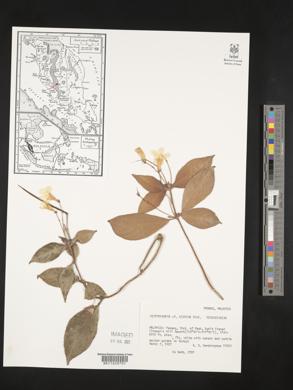 Henckelia hispida image