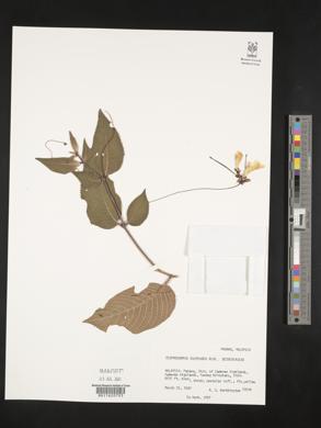 Didymocarpus sulphureus image