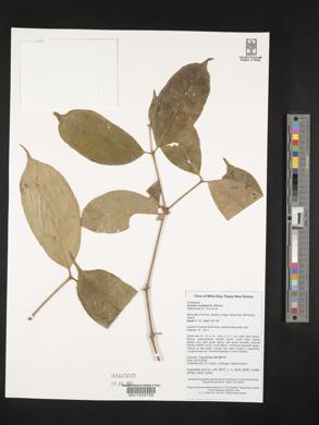 Gnetum costatum image