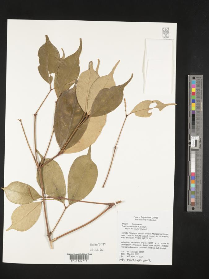 Gnetum costatum image