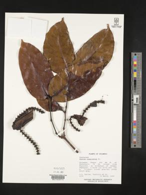 Gnetum cuspidatum image