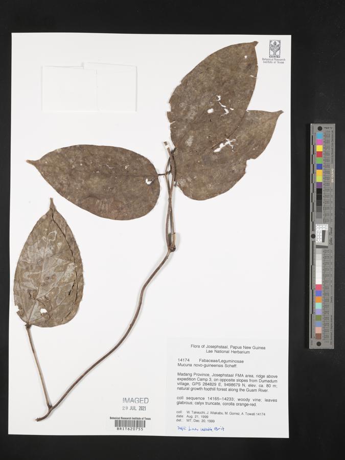 Mucuna novoguineensis image