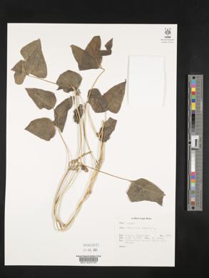 Phaseolus lunatus image