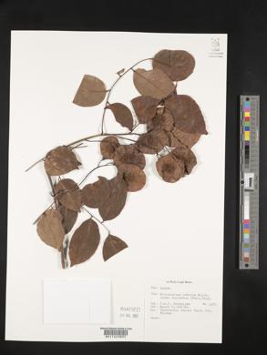 Pterocarpus indicus image