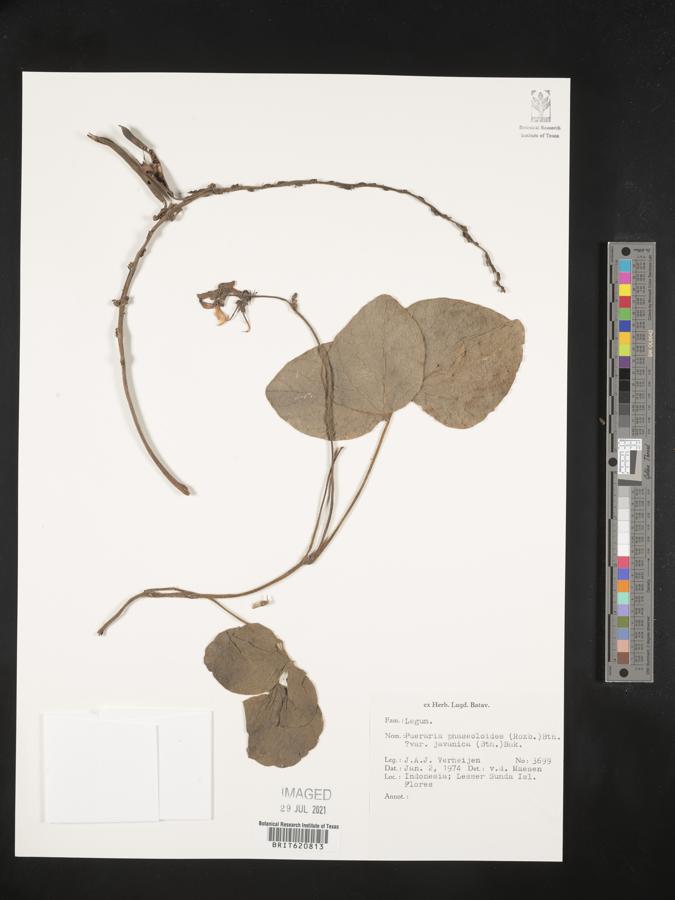 Neustanthus phaseoloides var. javanicus image