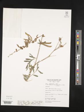 Tephrosia noctiflora image