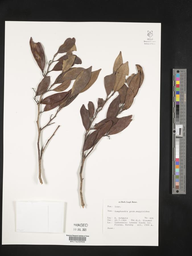 Gomphandra mappioides image